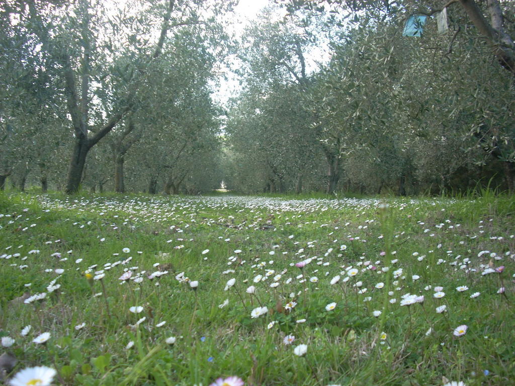 Residence Ai Campi Da Golf Saturnia Kültér fotó